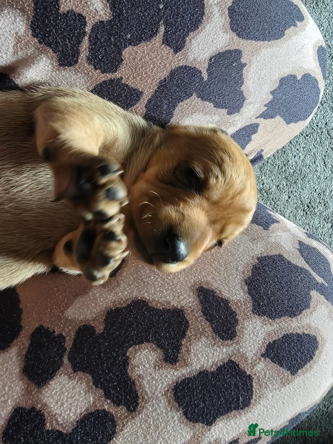 Dachshund dogs for sale: Shaded red Dachshund puppies in Barrow-upon-Humber - Advert 14