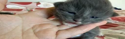 Mixed Breed cats for sale: Ragcoon Kittens - Advert 6