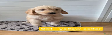 Goldendoodle 2
