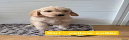 Goldendoodle dogs for sale: 🦮 Adorable F3 Goldendoodle. Parents DNA clear. - Advert 6
