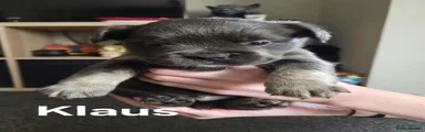 Klaus