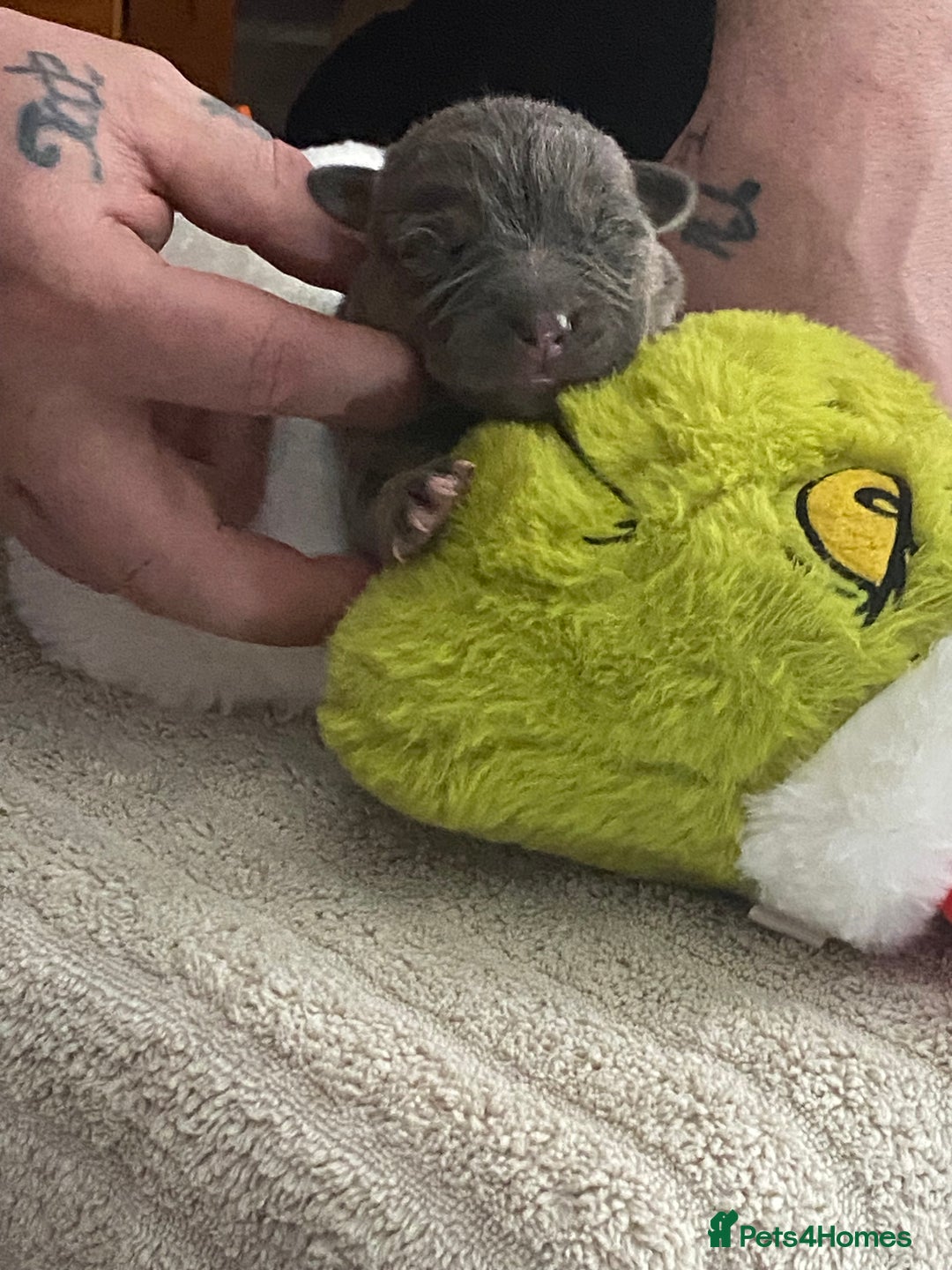 Mixed Breed dogs for sale: Can shepards - Advert 25