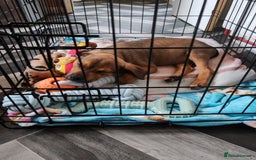 Mixed Breed dogs for sale: Rotty cross staffy  - Image 3