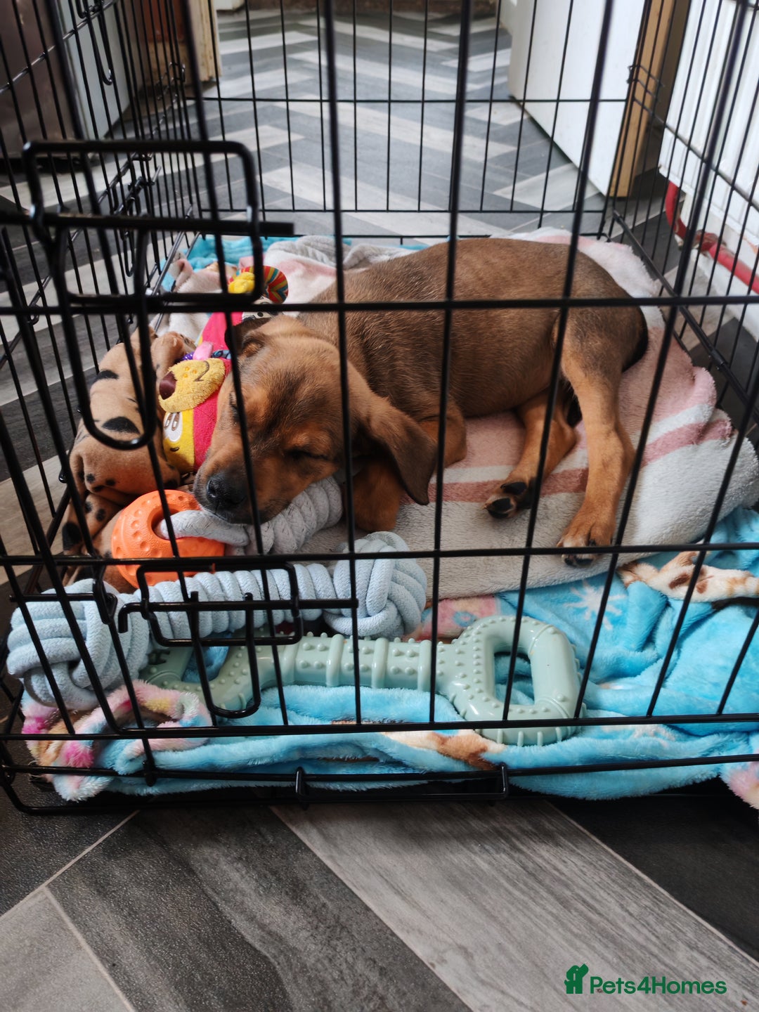 Mixed Breed dogs for sale: Rotty cross staffy  - Image 3