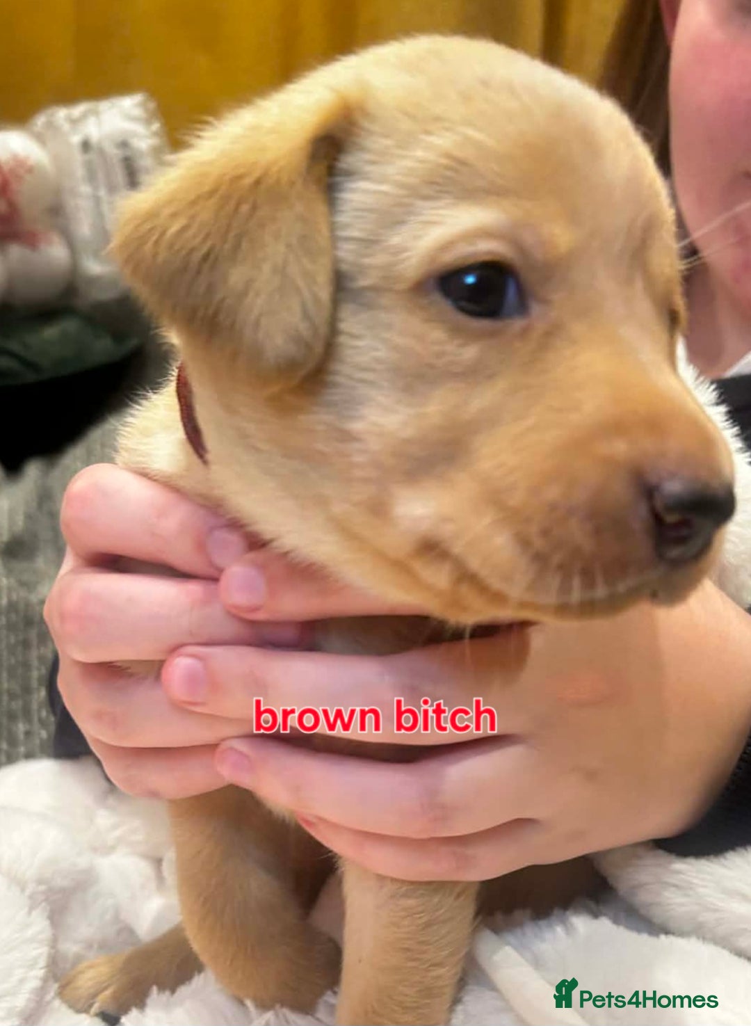 Labrador Retriever dogs for sale:  ✨ Exceptional Labrador Retriever Puppies  ✨ - Advert 12