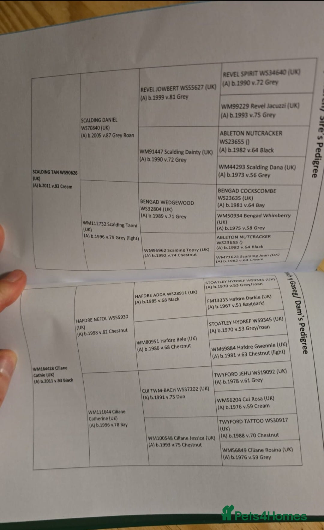 Welsh Section A horses for sale: Registered Welsh Sec A Filly - Advert 5