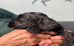 Cockapoo dogs for sale: Unique Rare Merle F1B Cockapoo Puppies - Image 16