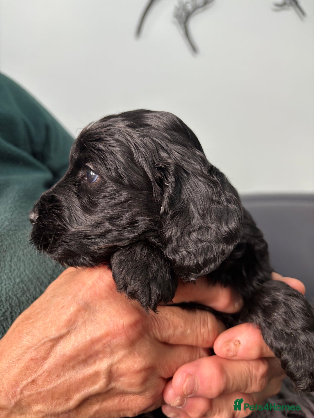 Cockapoo dogs for sale: Unique Rare Merle F1B Cockapoo Puppies - Image 16