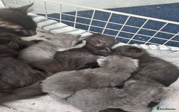 Mixed Breed cats for sale: 6 beautiful kittens ready for their forever homes - Image 8