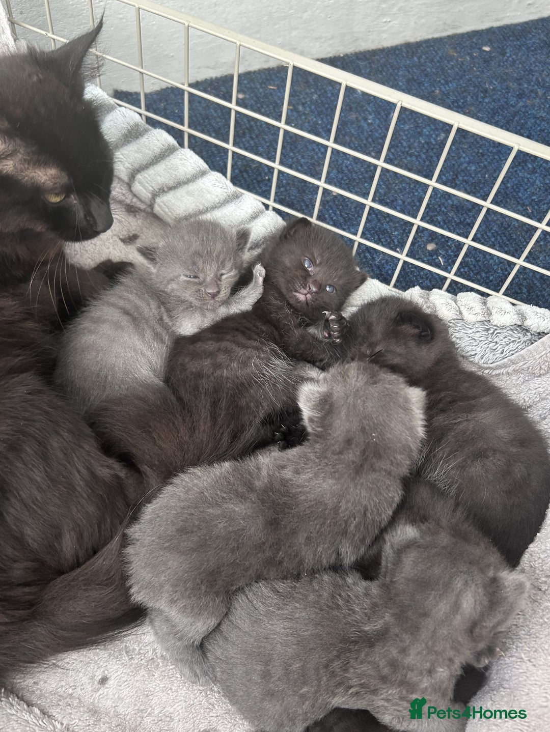 Mixed Breed cats for sale: 6 beautiful kittens ready for their forever homes - Image 8