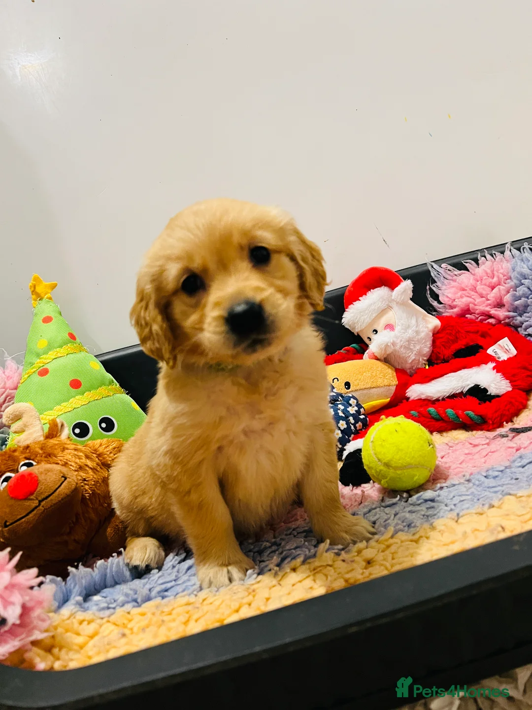 Golden Retriever dogs for stud: Hip & elbow scored health tested proven stud boy  in Barnsley - Advert 18