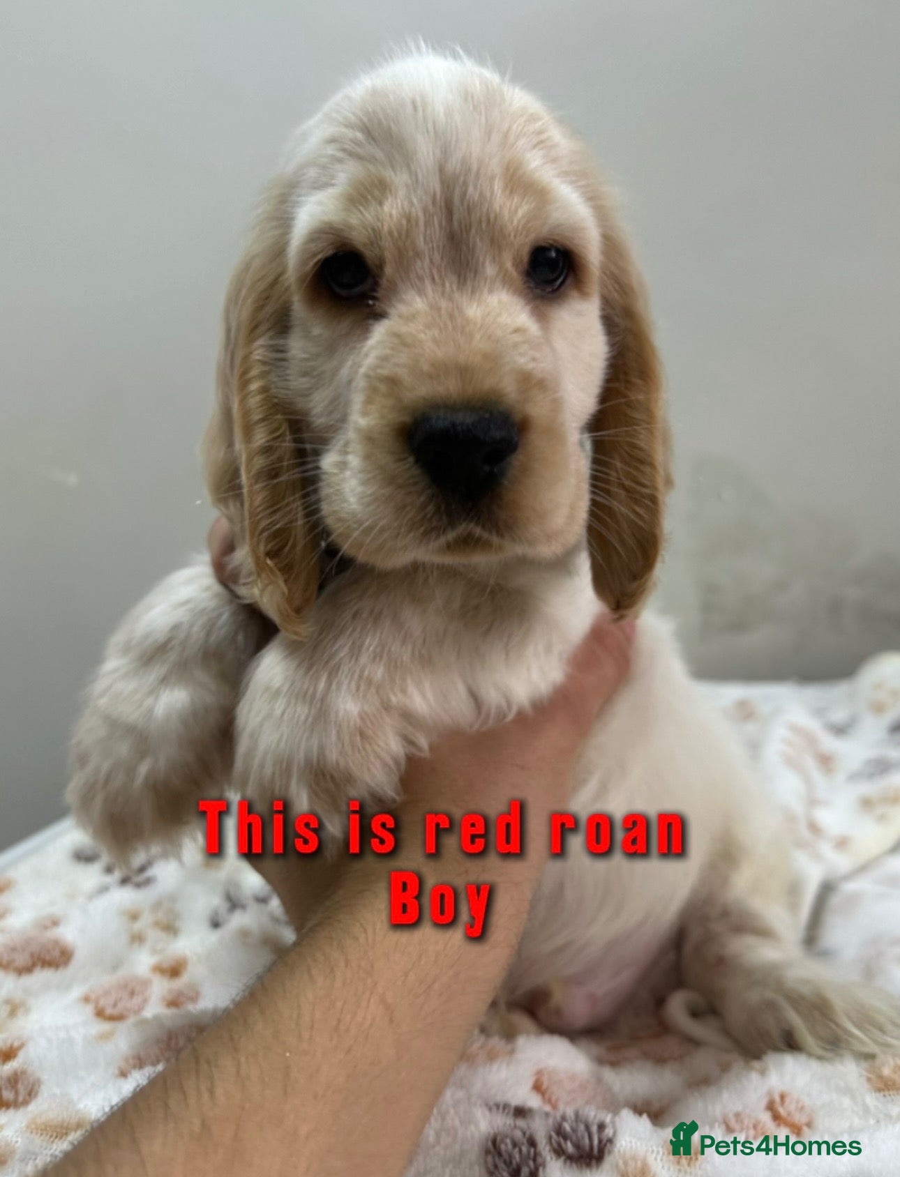 Cocker Spaniel dogs Ready to go now Show cocker spaniel for sale - Advert 1