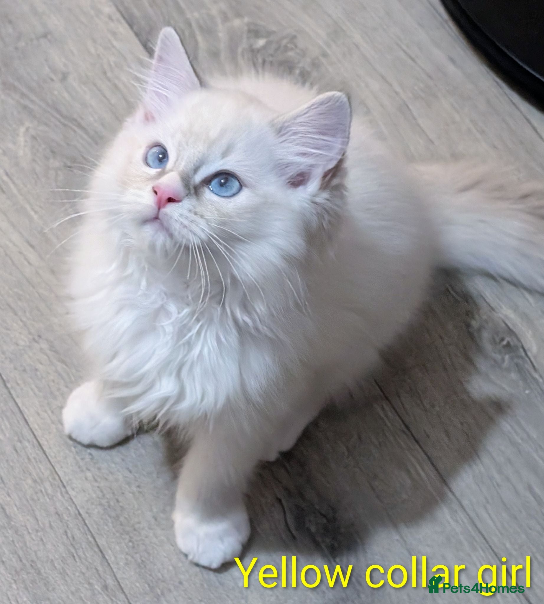 Ragdoll cats 🏆Grandchamp EU TICA Ragdoll kittens  - Advert 5