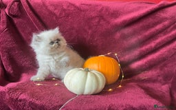 Persian cats for sale: 2 ULTRA AFFECTIONATE COLOURPOINT PERSIAN KITTENS  - Image 7