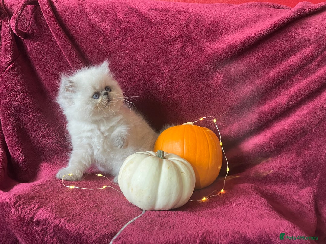 Persian cats for sale: 2 ULTRA AFFECTIONATE COLOURPOINT PERSIAN KITTENS  - Image 7