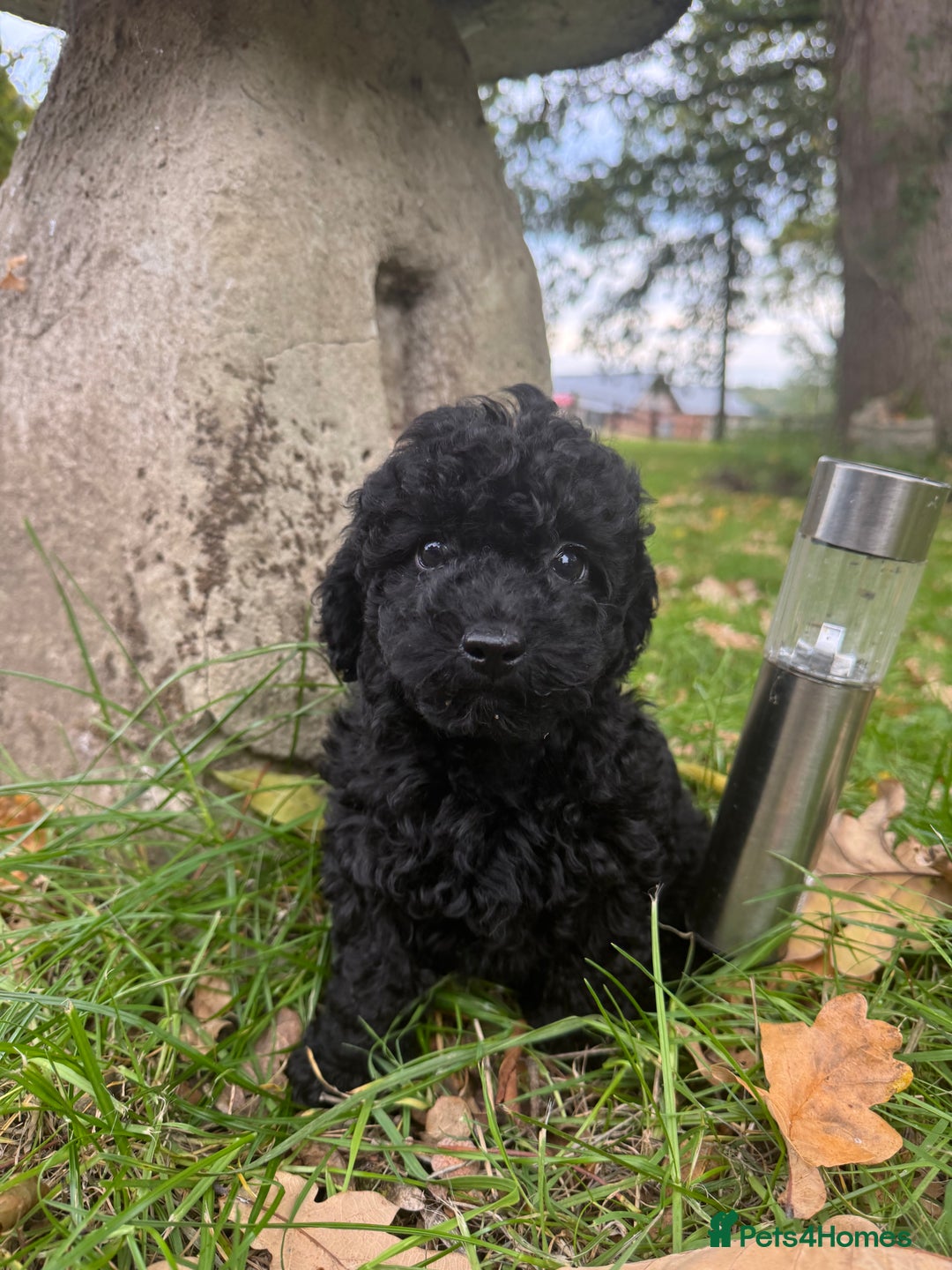 Poochon dogs for sale:  F1b poochon pups health tested parents licensed  - Image 12
