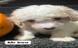 Cockapoo dogs for sale: Stunning toy cockapoo puppies  - Image 15