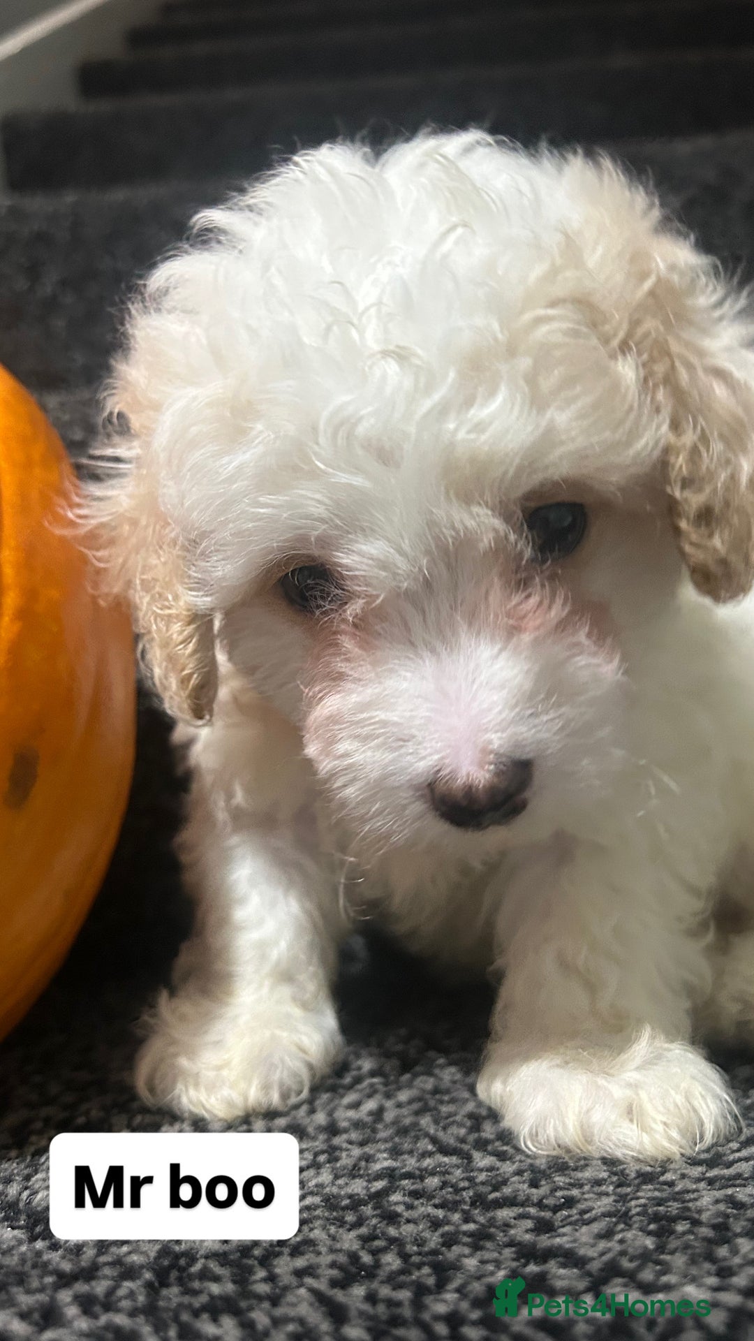 Cockapoo dogs for sale: Stunning toy cockapoo puppies  - Image 15