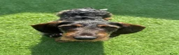 Dachshund dogs for sale: Beautiful 2.5 Year Old Wirehaired Dachshund in Southampton - Advert 5