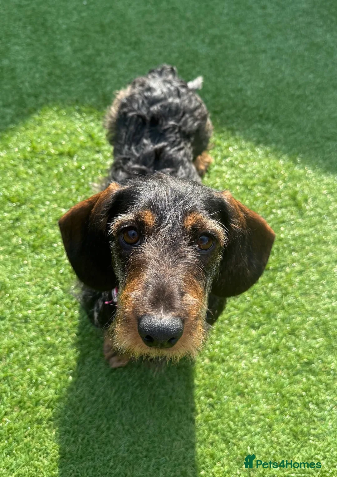 Dachshund dogs for sale: Beautiful 2.5 Year Old Wirehaired Dachshund in Southampton - Advert 5