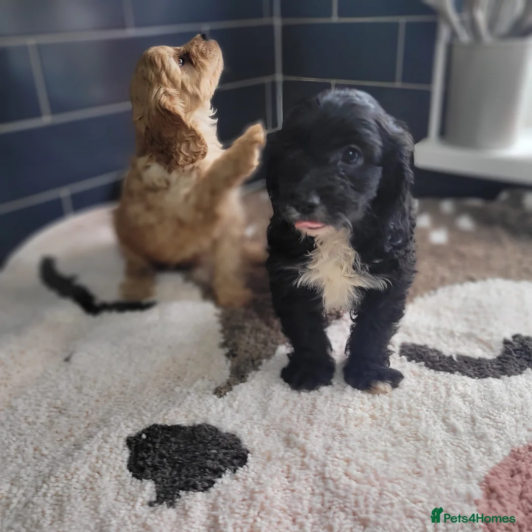Cavapoo dogs for sale: You F1 Cavapoo puppies - Advert 15