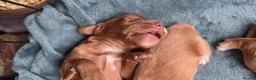 Cocker Spaniel dogs for sale: KC Registered Red Working Cocker Spaniels in Bishop Auckland - Advert 13