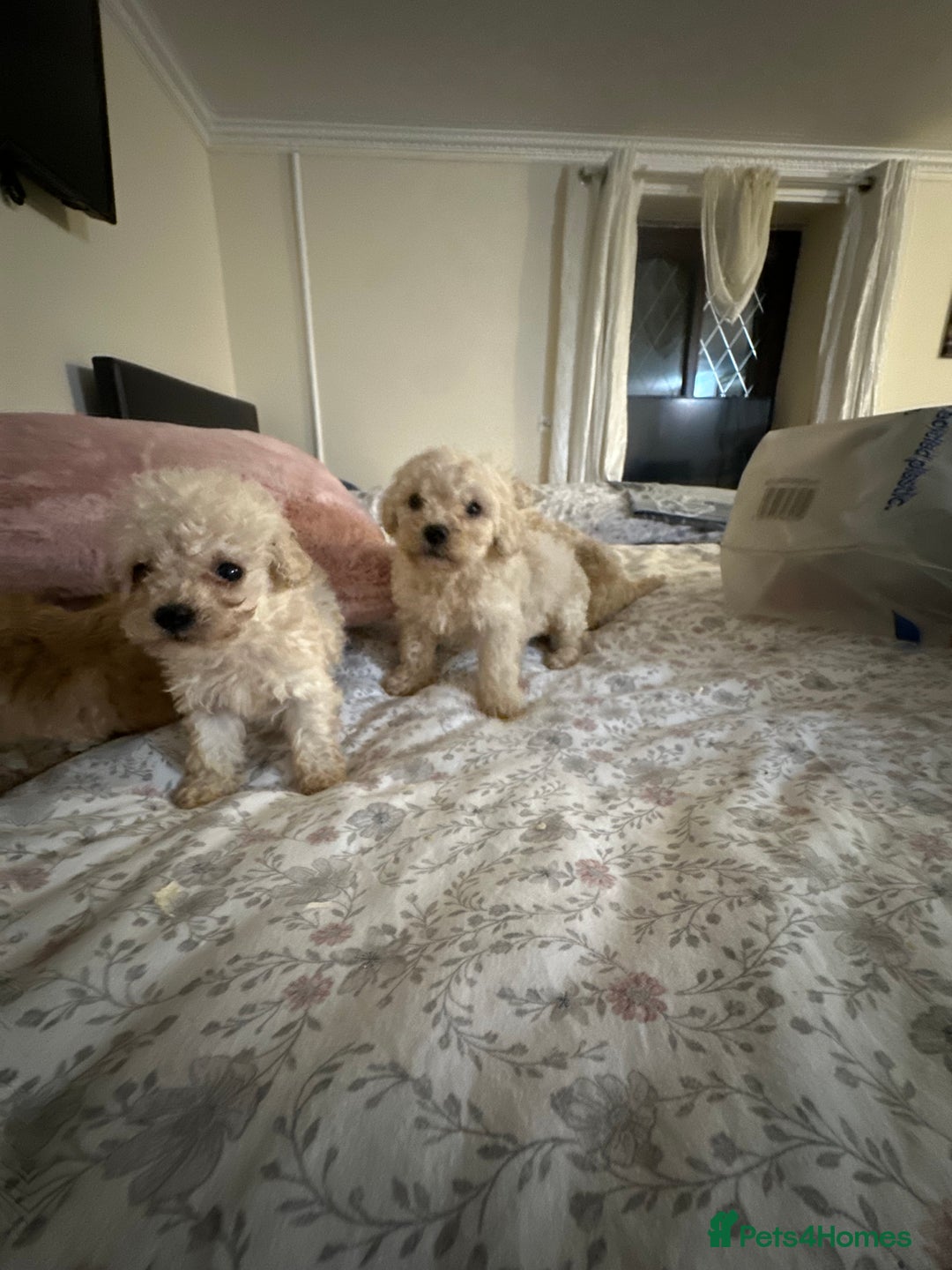Poochon dogs for sale: Poochon puppies ready now  - Advert 21