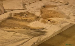 British Longhair cats for stud: Stud (British Longhair)  - Image 6