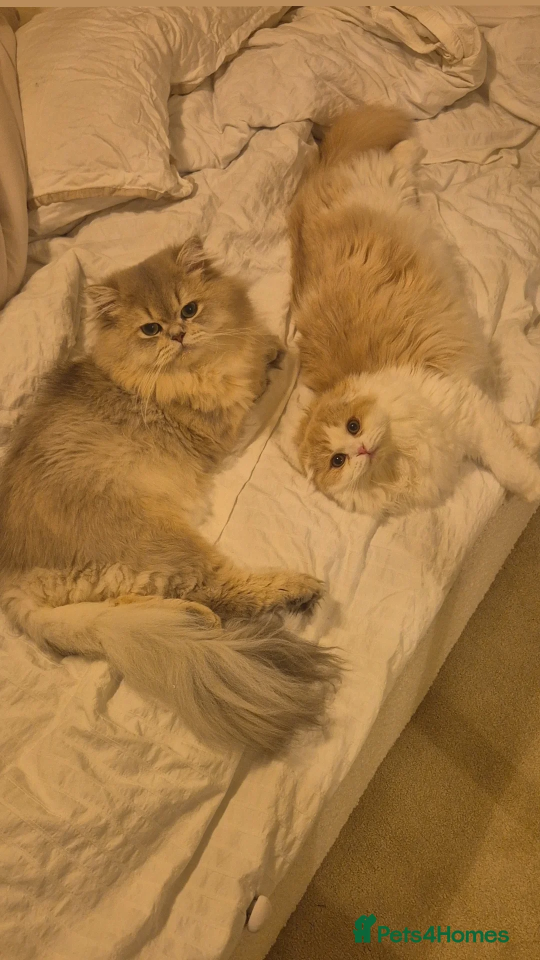 British Longhair cats for stud: Stud (British Longhair)  - Image 6