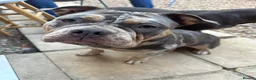 American Bully dogs for sale: Beautiful tri Merle pocket bully  - Advert 4