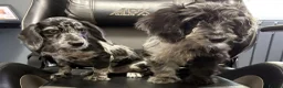 Mixed Breed dogs for sale: Fully vax READY NOW DOXIEPOO HEALTH TESTED PARENTS - Advert 7