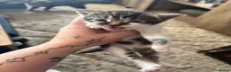 Mixed Breed cats for sale: 2 little babies - Advert 2