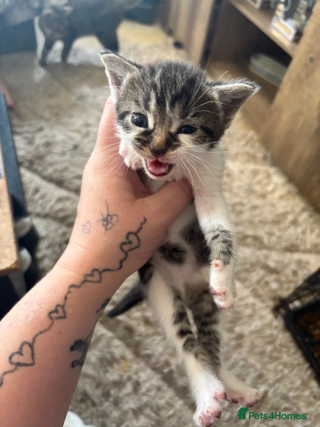 Mixed Breed cats for sale: 2 little babies - Advert 2