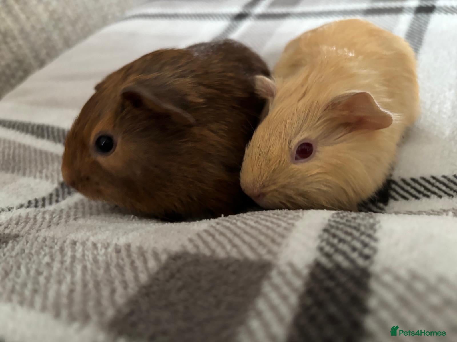 Guinea Pig rodents Two Beautiful Bonded Guinea Pigs 🐹❤️ in Chelmsford - Advert 1