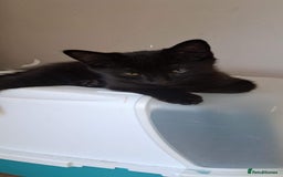 Russian Blue cats for sale: Adorable Russian Blue X Chantilly Tiffany Kittens! - Image 2