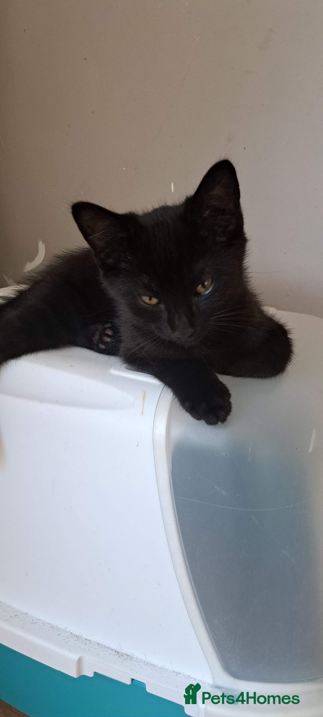 Russian Blue cats for sale: Adorable Russian Blue X Chantilly Tiffany Kittens! - Image 2