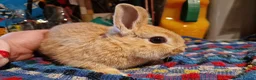 Netherland Dwarf rabbits for sale: Netherland dwarf girl  - Advert 5
