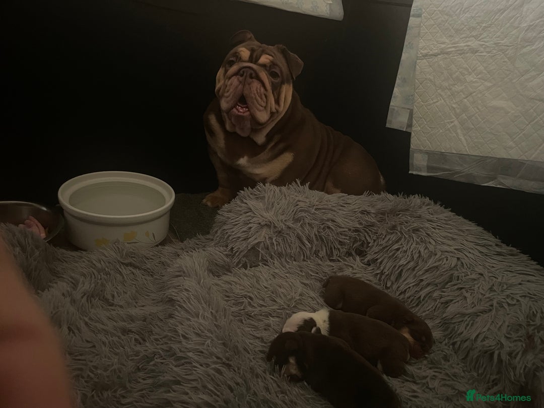 English Bulldog dogs for sale: TOP CLASS  English Bull Dog puppies  - Advert 6