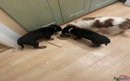Rottweiler dogs for sale: Pedigree German chunky Rottweiler puppies  - Advert 30