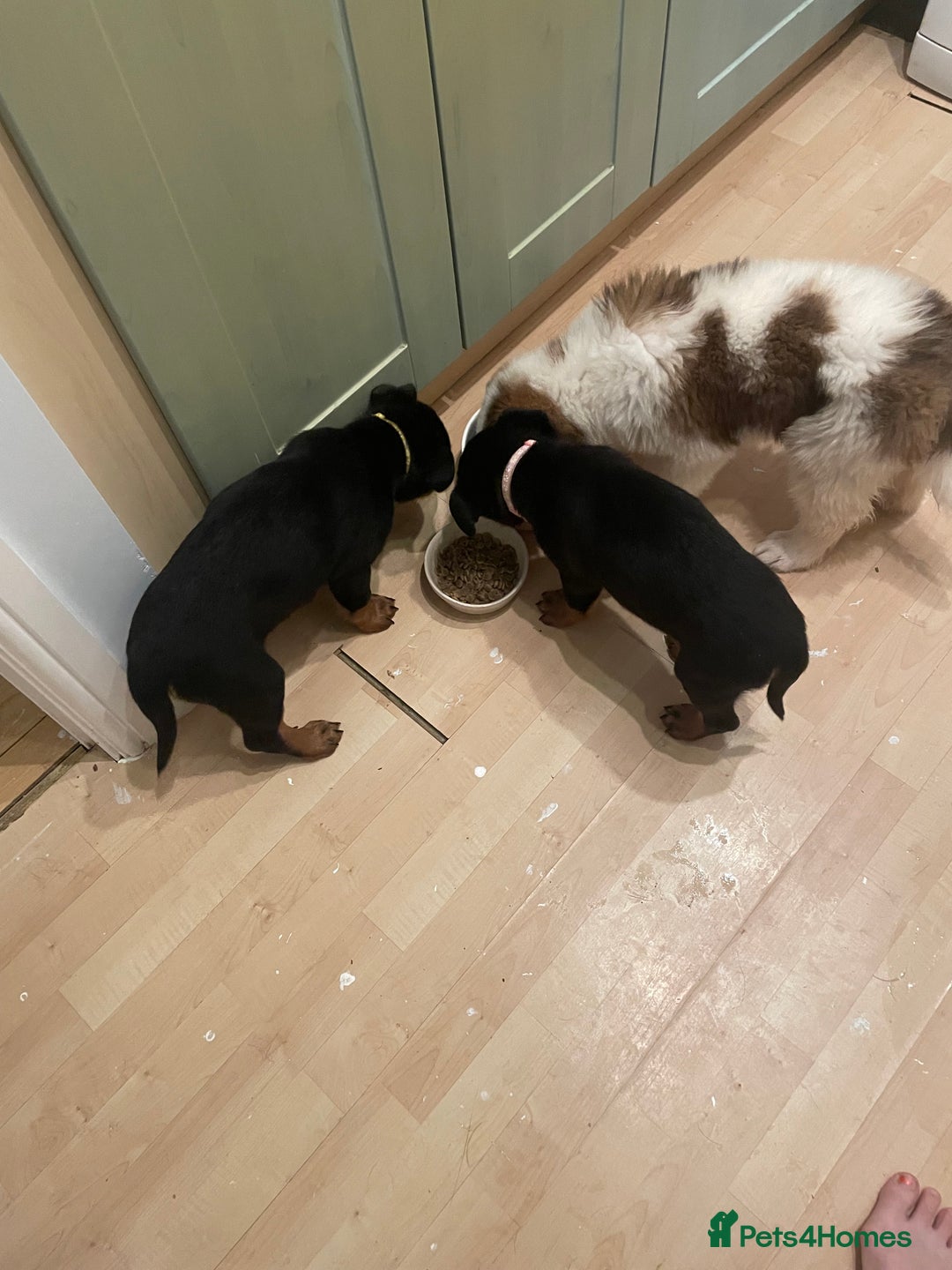 Rottweiler dogs for sale: Pedigree German chunky Rottweiler puppies  - Advert 30