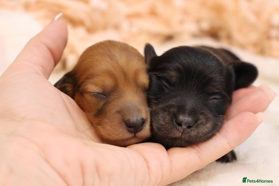 Miniature Dachshund dogs for sale: KC Miniature Dachshund Longhair Puppies - Advert 15