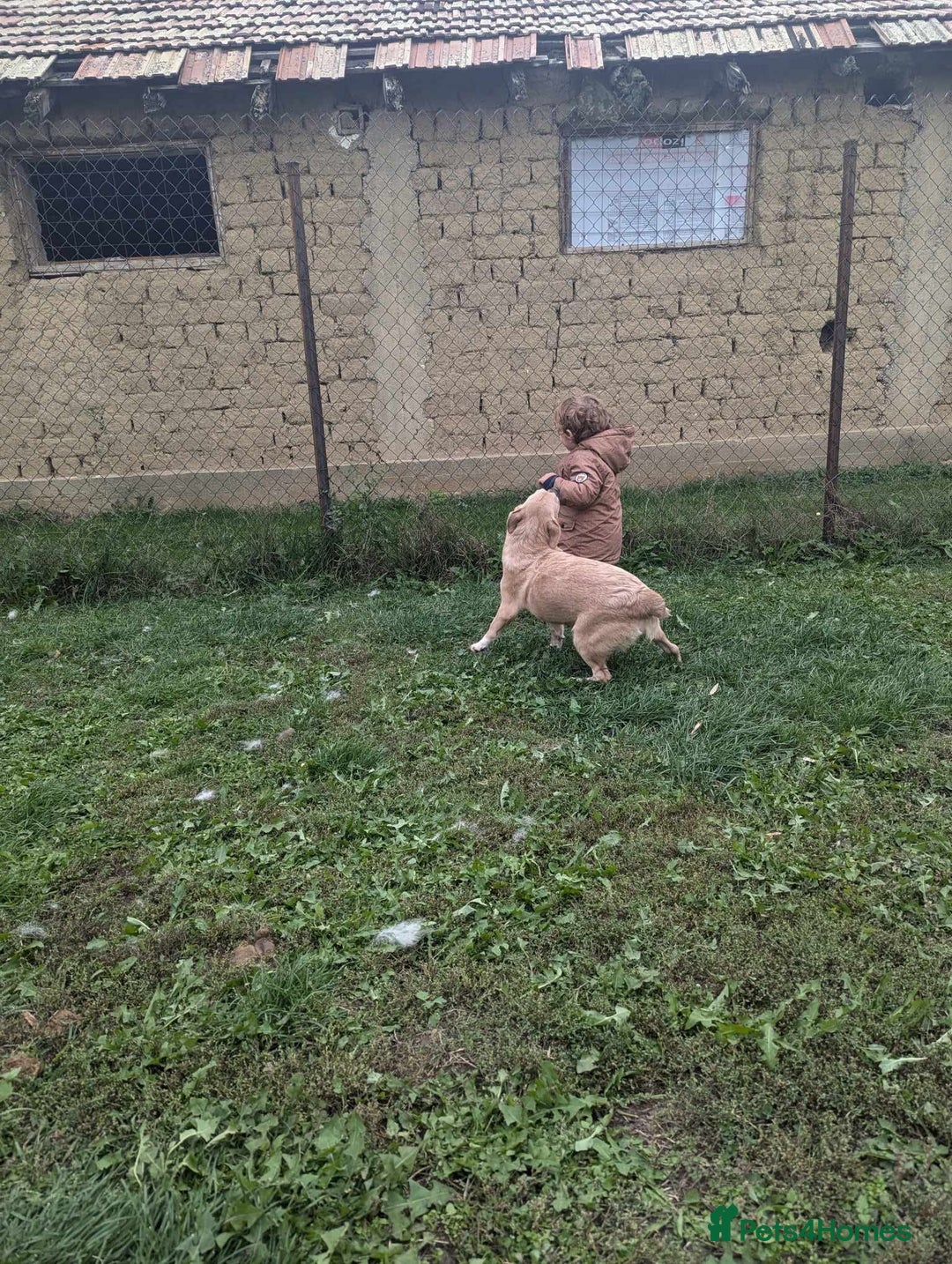 Mixed Breed dogs for adoption: Daisy for adoption - Advert 4