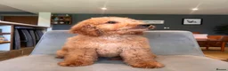 Mini Goldendoodle dogs for sale: Ready Now! Mini Irishdoodle health tested parents  - Advert 6