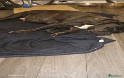 Mixed Breed dogs for sale: Pure Cane corso / pure presa canario puppies. - Image 34