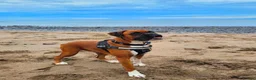 Boxer dogs for sale: Extensively Health Tested Red Boy bob tail boxer  - Advert 6