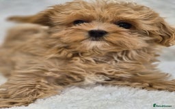 Maltipoo dogs for sale: Beautiful Teddy Bear Asian/Korean Maltipoo Puppy - Image 2