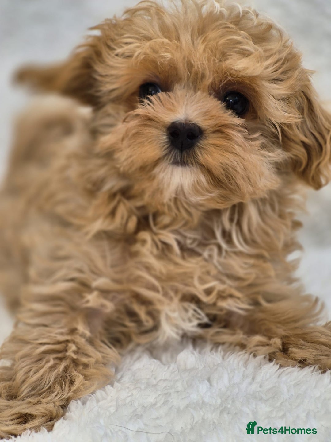 Maltipoo dogs for sale: Beautiful Teddy Bear Asian/Korean Maltipoo Puppy - Image 2