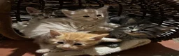 Ragdoll cats for sale: Lovely Kittens - Advert 13