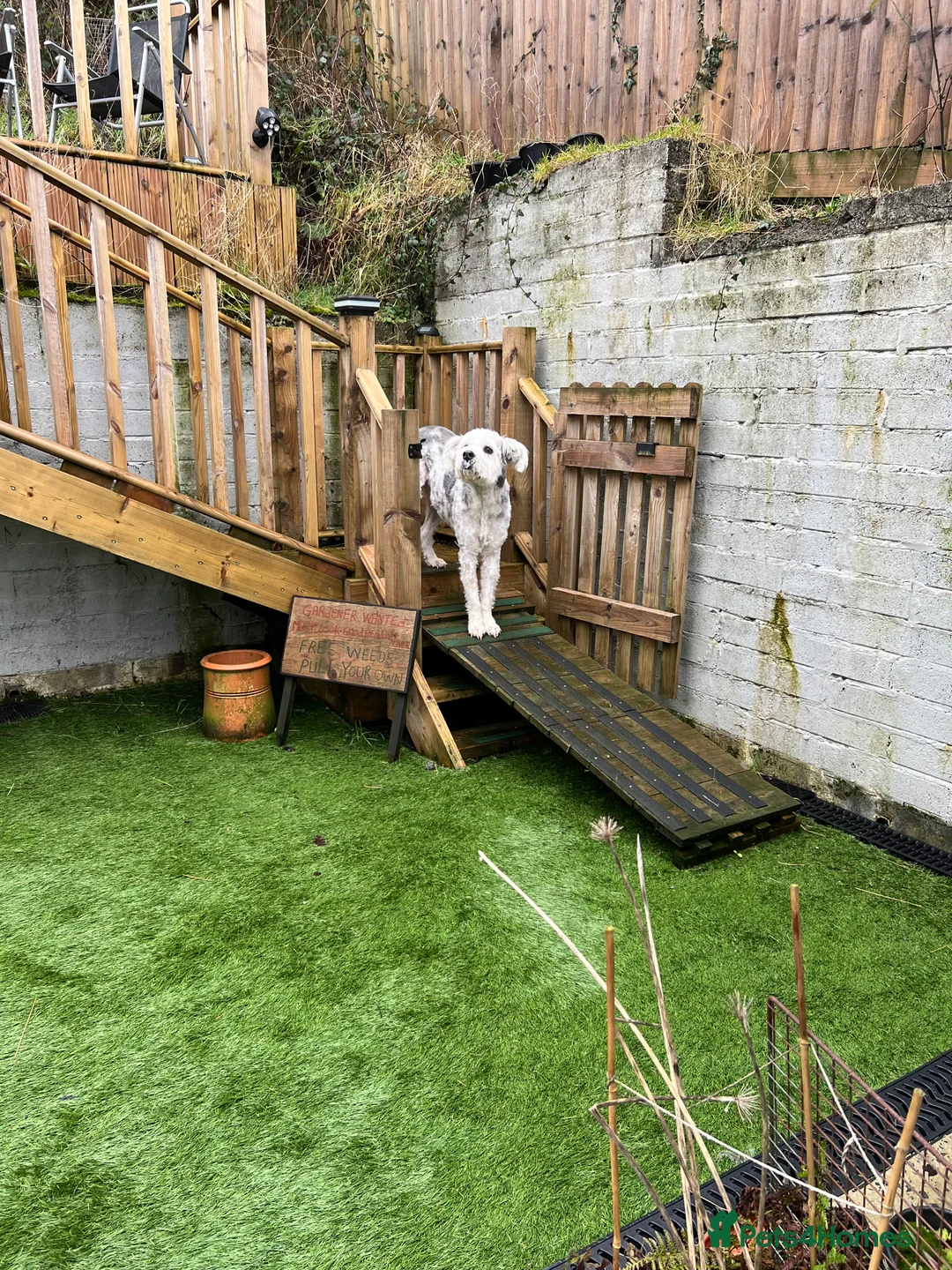 Mixed Breed dogs for adoption: Brian is looking for a home -Mioritic Shepherd  - Advert 19