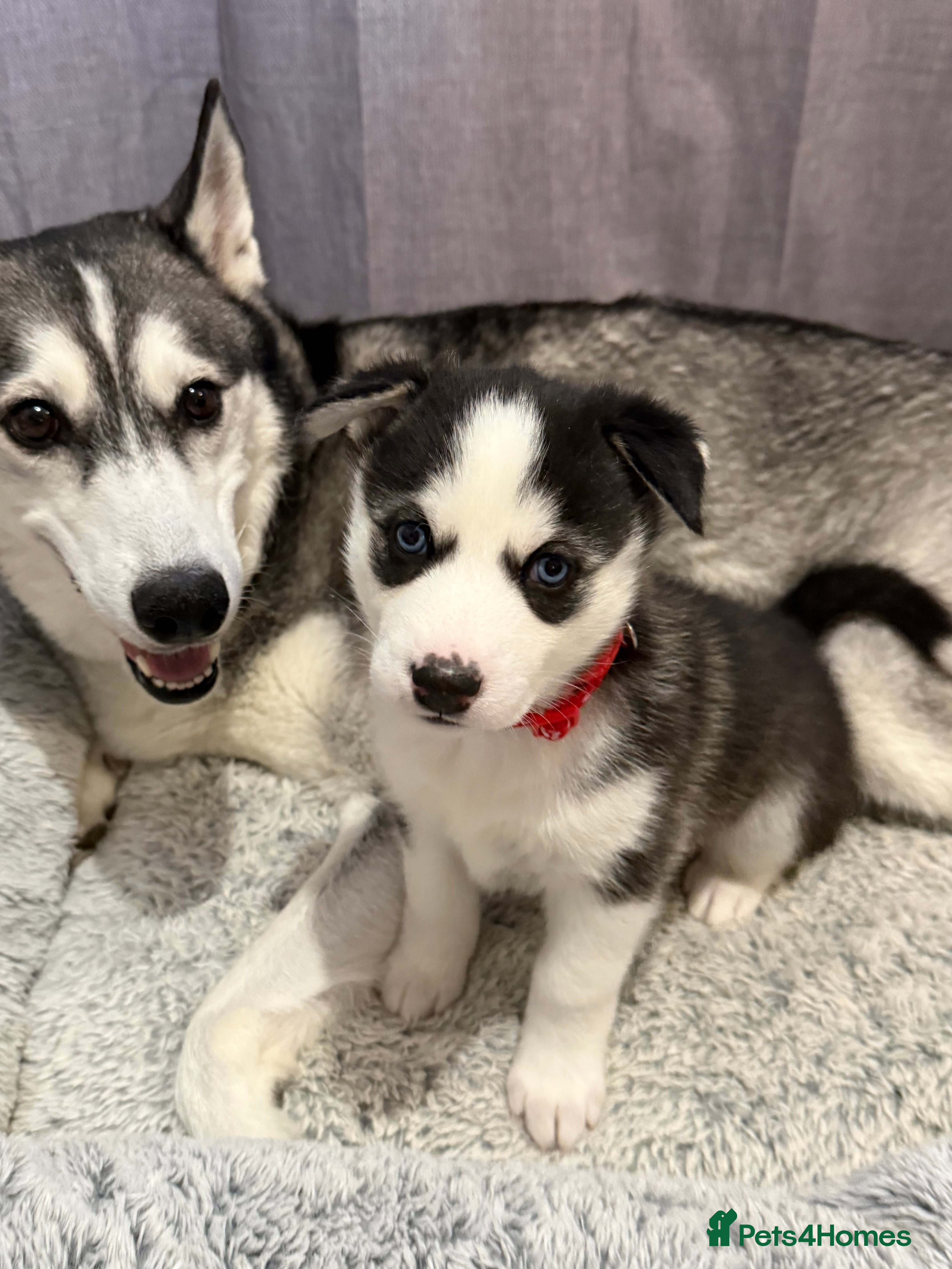 Siberian Husky dogs Strong Chunky Siberian Husky puppies - Advert 8